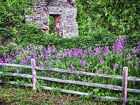Flowers, Fence & Ruins_DSCF03513.jpg - Photographed at Port Elmsley, Ontario, Canada.